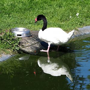 Black-necked swan (Cygnus melanocoryphus), 2021-06-01