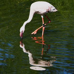 Lesser flamingo (Phoeniconaias minor), 2021-06-01