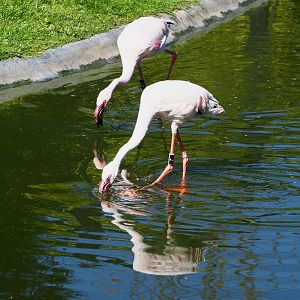 Lesser flamingos (Phoeniconaias minor), 2021-06-01