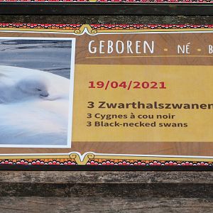 Birth sign Black-necked swan cygnets, 2021-06-01