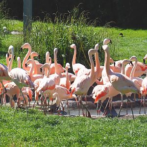 Chilean flamingo flock (Phoenicopterus chilensis), 2021-06-01