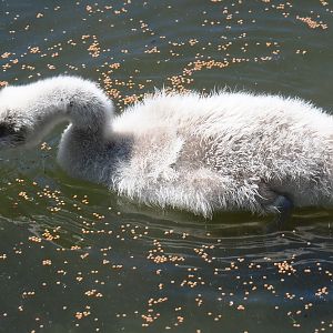 Black-necked swan cygnet (Cygnus melanocoryphus), 2021-06-01