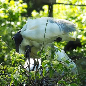 Oriental white ibis (Threskiornis melanocephalus), 2021-06-01