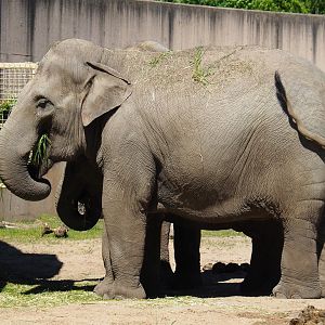 Asian elephant (Elephas maximus), 2021-06-01