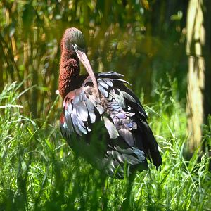 Glossy ibis (Plegadis falcinellus), 2021-06-01