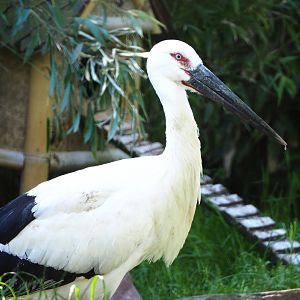 Oriental white stork (Ciconia boyciana), 2021-06-01