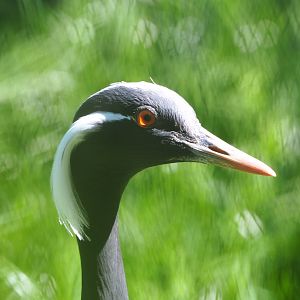 Demoiselle crane (Anthropoides virgo), 2021-06-01