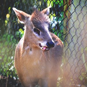 Male Michie's Tufted Deer