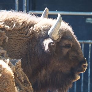 Wisent (Bison bonasus), 2021-06-01