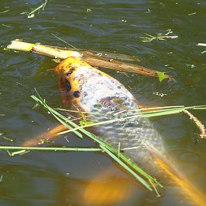 Koi (Cyprinus rubrofuscus), 2021-06-01