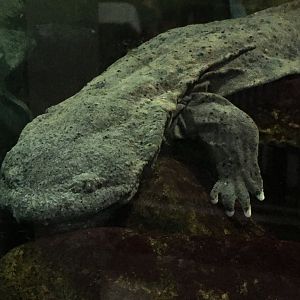 Hellbender (Cryptobranchus alleganiensis)