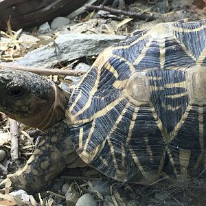 Indian Star Tortoise (Geochelone elegans)