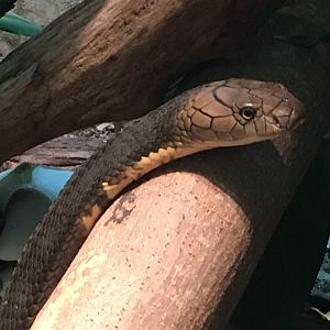 King Cobra (Ophiophagus hannah)