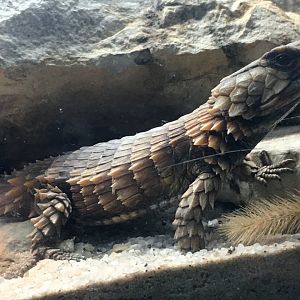 Armadillo Lizard (Ouroborus cataphractus)