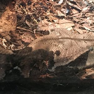 Gaboon Viper (Bitis gabonica)