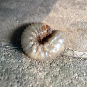 Beetle Larvae