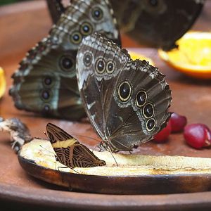 Blue Morpho (Morpho peleides) and Dirce beauty/Zebra mosaic (Colobura dirce) feeding on banana, 2021-06-12