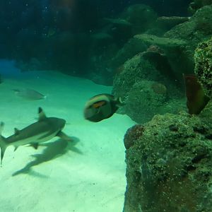 Orange shoulder tang