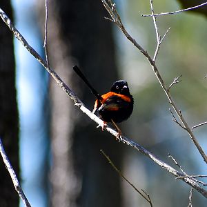 Red-backed Fairywren (Malurus melanocephalus)