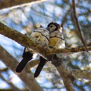 Double-barred Finches (Taeniopygia bichenovii)