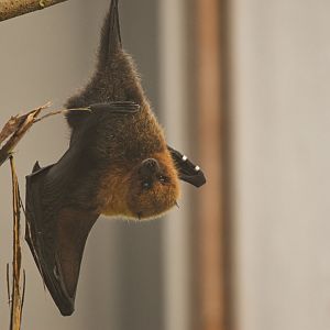 Rodriguez flying fox (October 2020)