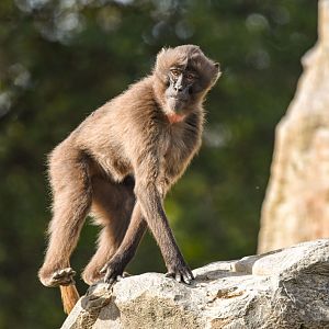 Gelada (October 2020)