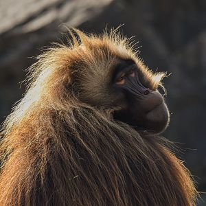 Gelada (October 2020)
