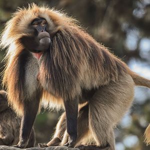 Gelada (October 2020)
