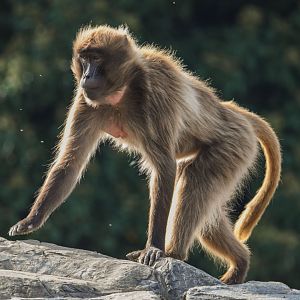 Gelada (October 2020)