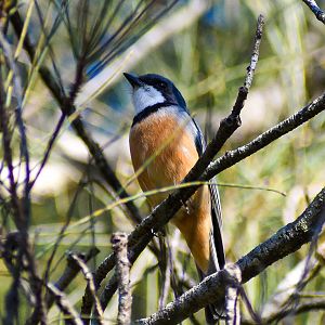 Male Rufous Whistler (Pachycephala rufiventris)