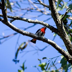 Mistletoebird (Dicaeum hirundinaceum)