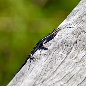 Elegant Snake-eyed Skink (Cryptoblepharus pulcher)
