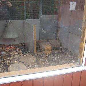 Hobro Minizoo - Tegu exhibit