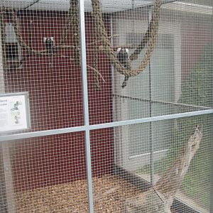 Hobro Minizoo - Marmoset exhibit #2