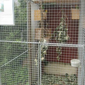 Hobro Minizoo - Fischer's lovebird aviary