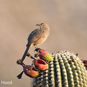 curve billed thrasher