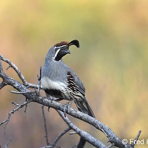 gambels quail