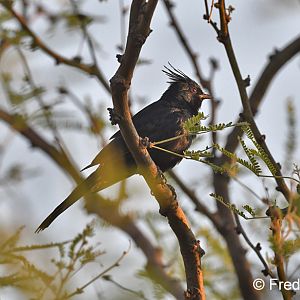 phainopepla