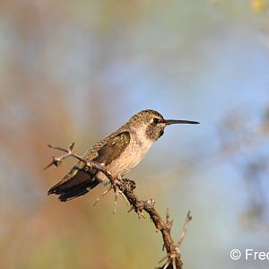 annas hummingbird