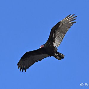 turkey vulture