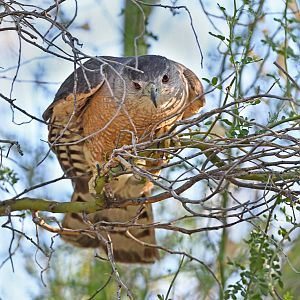 coopers hawk