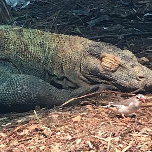 Komodo Dragon (Varanus komodoensis) & Timor Zebra Finch (Taeniopygia guttata guttata)