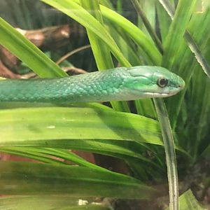 Rough Green Snake (Opheodrys aestivus)