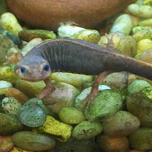Japanese Fire-Bellied Newt (Cynops pyrrhogaster)