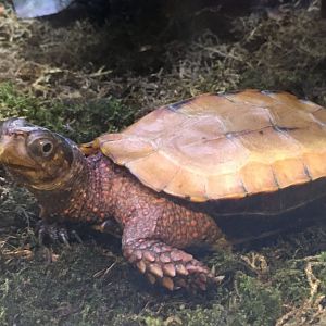 Black-Breasted Leaf Turtle (Geoemyda spengleri)