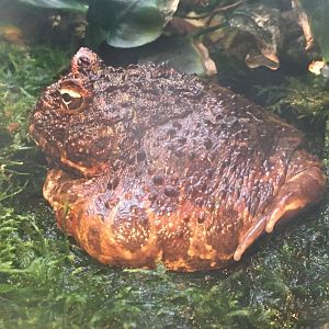Argentine Horned Frog (Ceratophrys ornata)