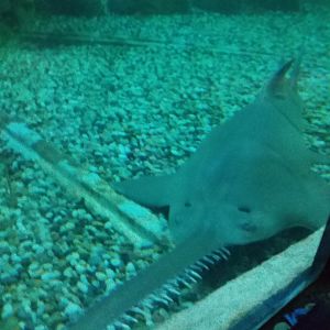 Sawfish
