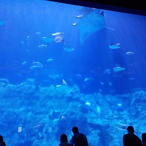 Aquarium view