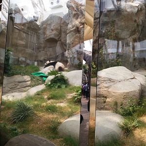 Giant panda