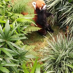 Red panda